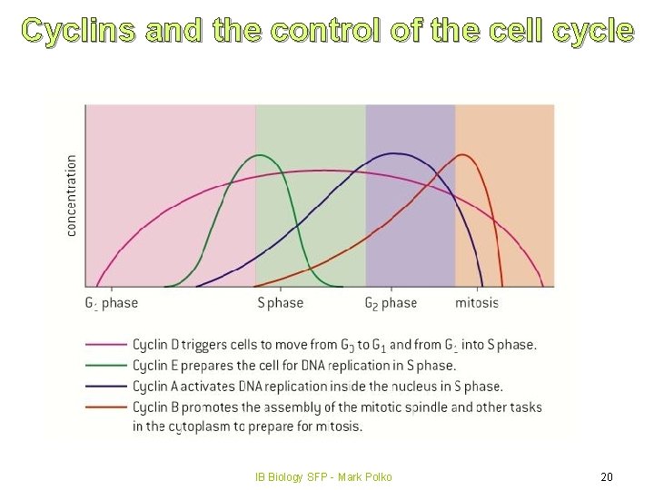 Cyclins and the control of the cell cycle IB Biology SFP - Mark Polko