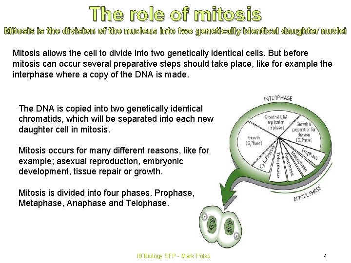 The role of mitosis Mitosis is the division of the nucleus into two genetically