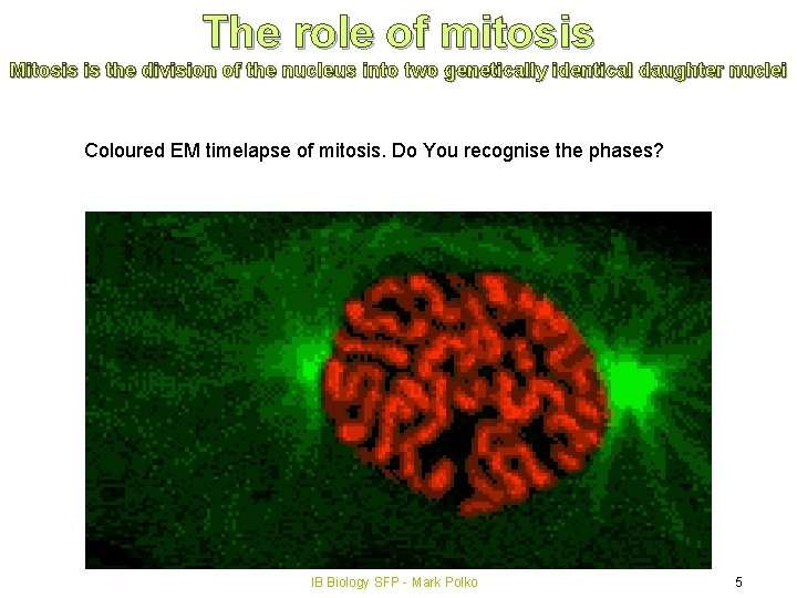The role of mitosis Mitosis is the division of the nucleus into two genetically