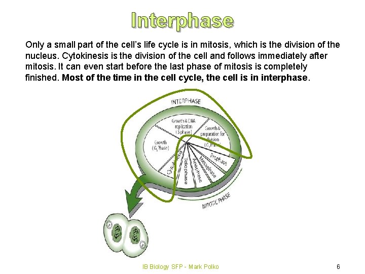 Interphase Only a small part of the cell’s life cycle is in mitosis, which