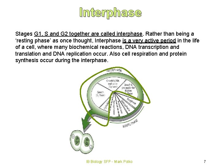 Interphase Stages G 1, S and G 2 together are called interphase. Rather than
