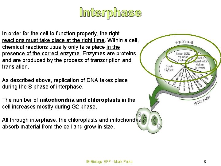 Interphase In order for the cell to function properly, the right reactions must take