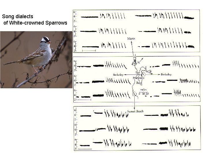 Song dialects of White-crowned Sparrows 