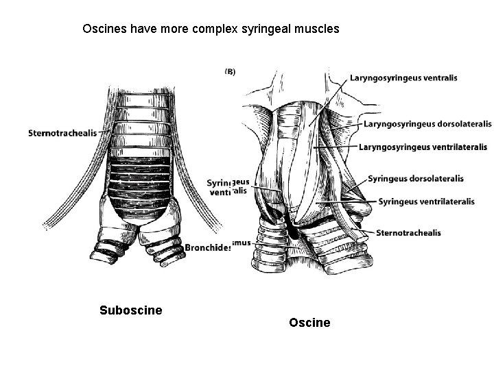Oscines have more complex syringeal muscles Suboscine Oscine 