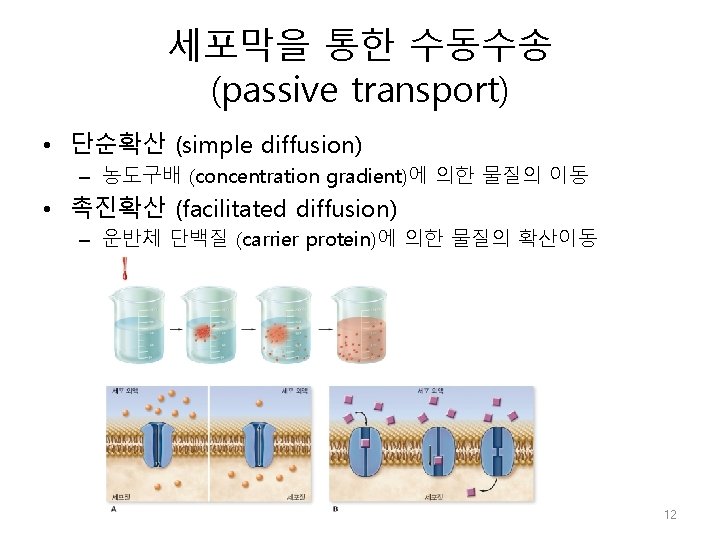 세포막을 통한 수동수송 (passive transport) • 단순확산 (simple diffusion) – 농도구배 (concentration gradient)에 의한