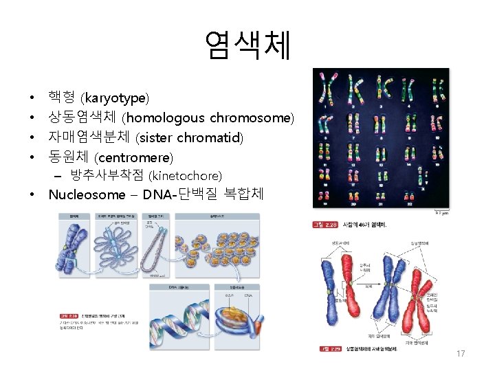 염색체 • • 핵형 (karyotype) 상동염색체 (homologous chromosome) 자매염색분체 (sister chromatid) 동원체 (centromere) –