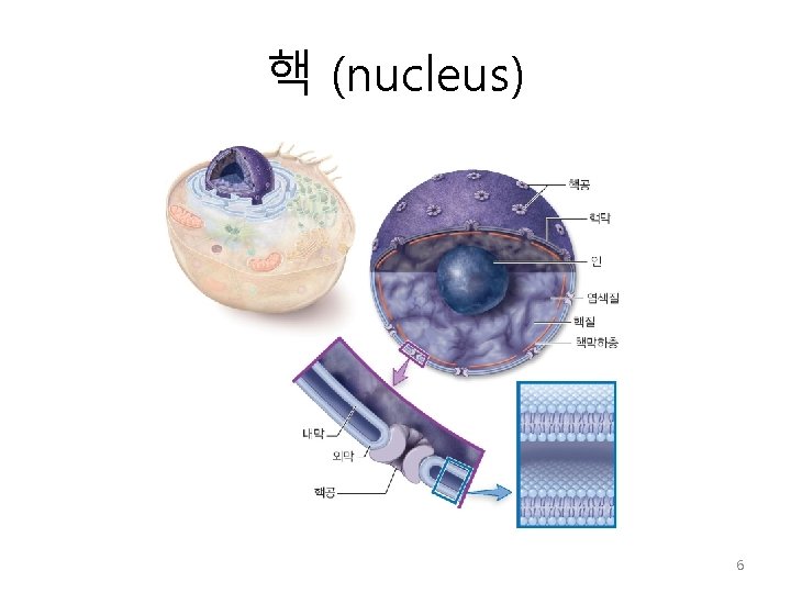 핵 (nucleus) 6 