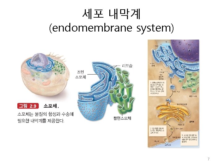 세포 내막계 (endomembrane system) 7 