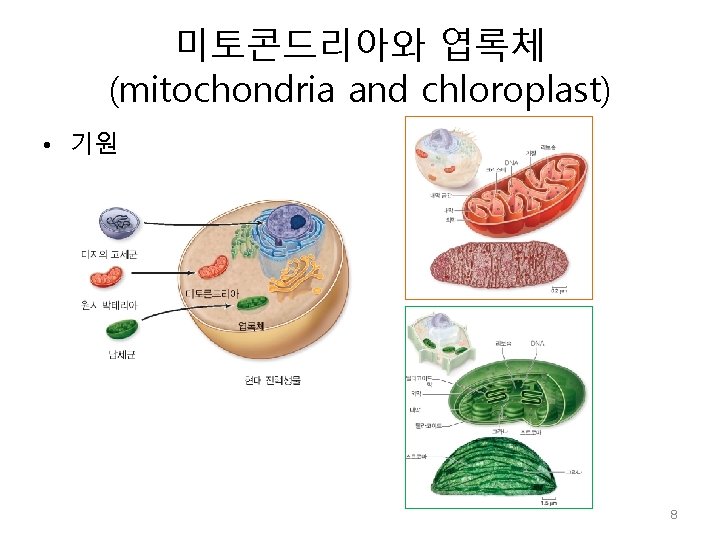 미토콘드리아와 엽록체 (mitochondria and chloroplast) • 기원 8 