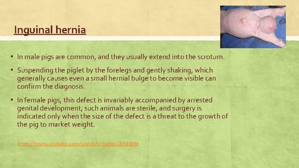 Inguinal hernia ▪ In male pigs are common, and they usually extend into the
