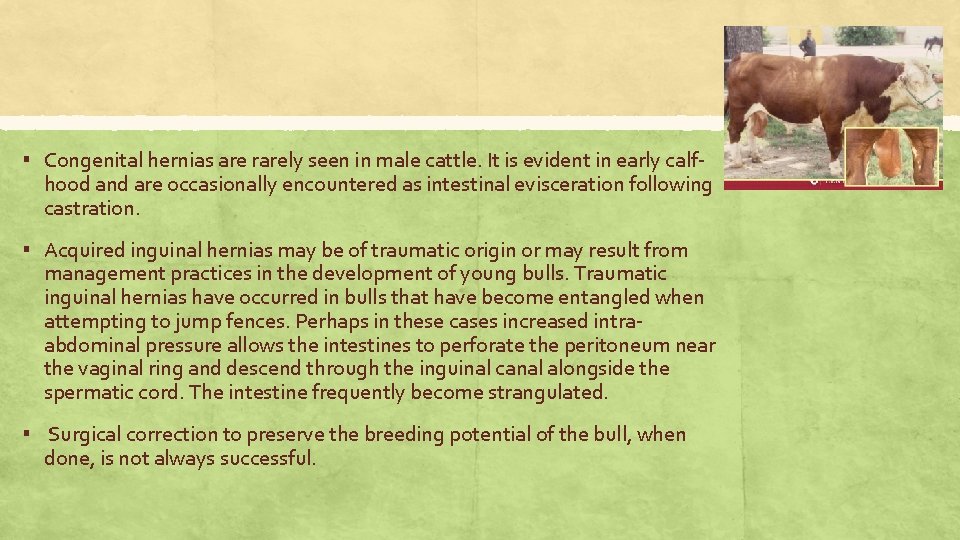 ▪ Congenital hernias are rarely seen in male cattle. It is evident in early