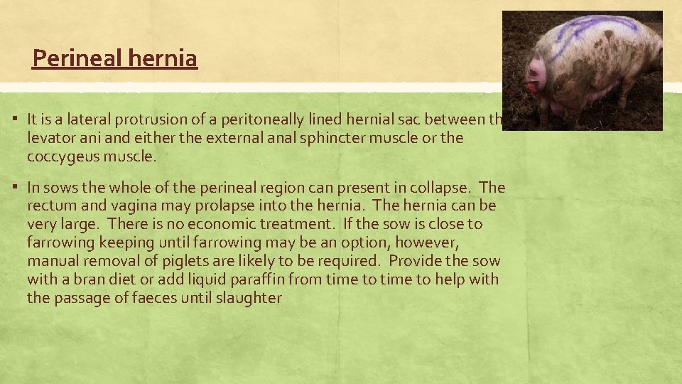 Perineal hernia ▪ It is a lateral protrusion of a peritoneally lined hernial sac