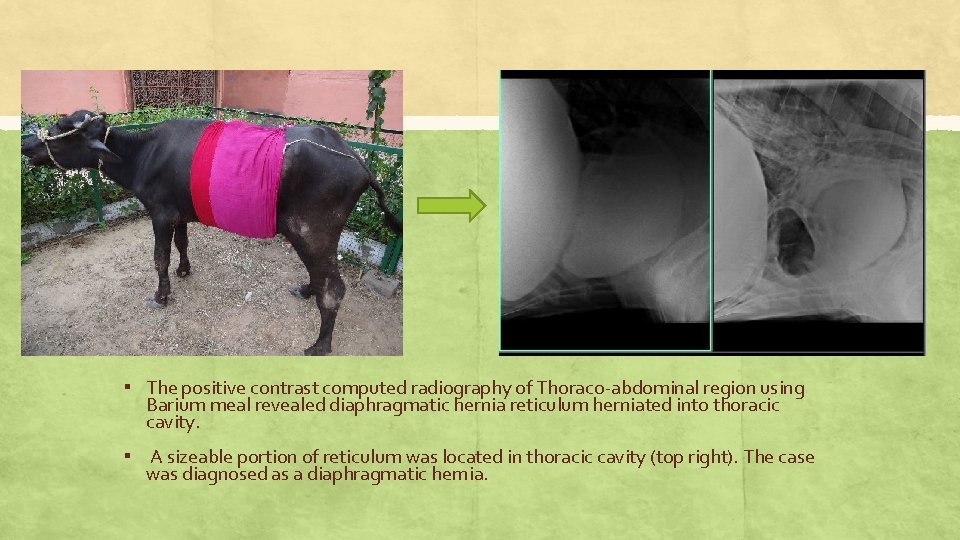 ▪ The positive contrast computed radiography of Thoraco-abdominal region using Barium meal revealed diaphragmatic