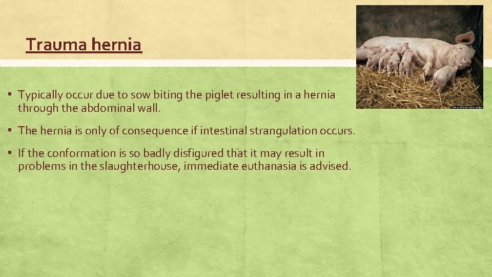 Trauma hernia ▪ Typically occur due to sow biting the piglet resulting in a