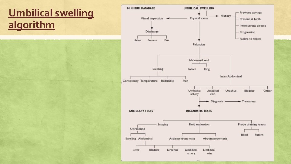 Umbilical swelling algorithm 