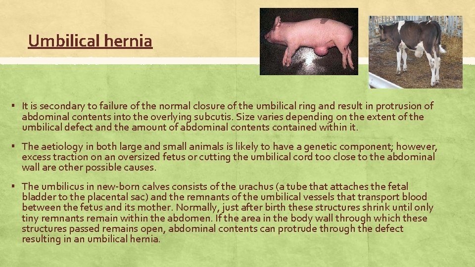 Umbilical hernia ▪ It is secondary to failure of the normal closure of the