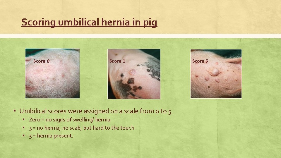 Scoring umbilical hernia in pig Score 0 Score 1 ▪ Umbilical scores were assigned