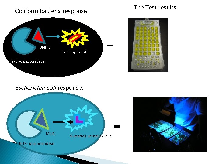 The Test results: Coliform bacteria response: ONPG O-nitrophenol = Β-D-galactosidase Escherichia coli response: MUG