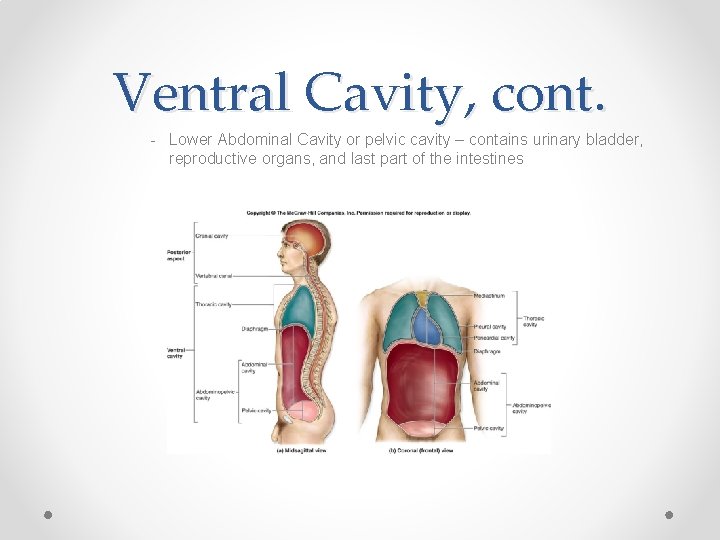 Ventral Cavity, cont. - Lower Abdominal Cavity or pelvic cavity – contains urinary bladder,