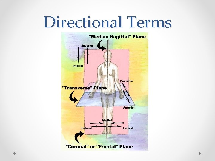 Directional Terms 