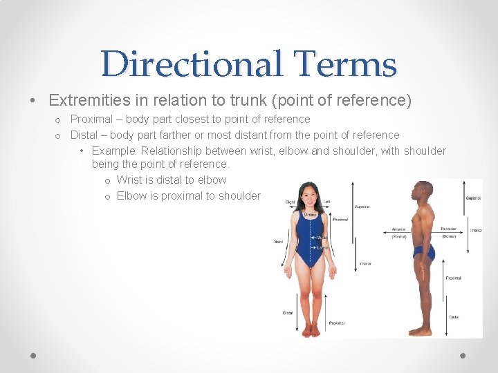 Directional Terms • Extremities in relation to trunk (point of reference) o Proximal –