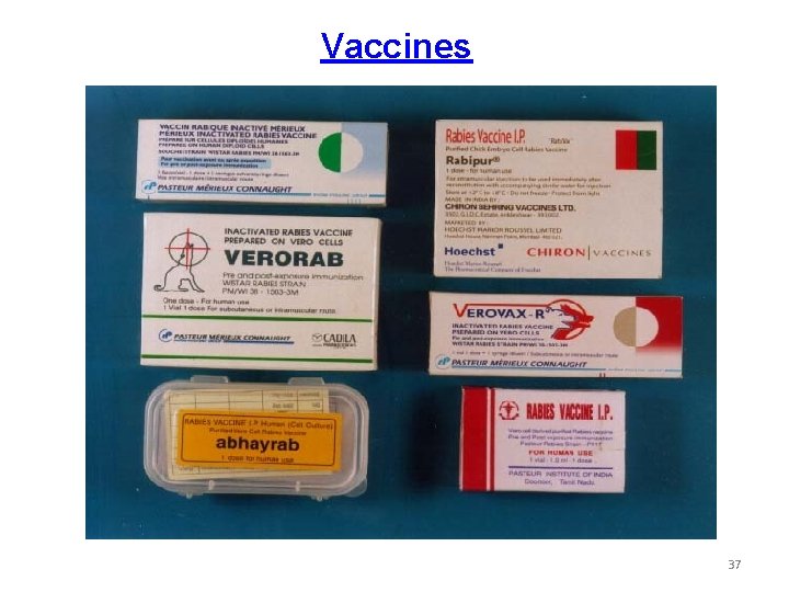 Vaccines 37 