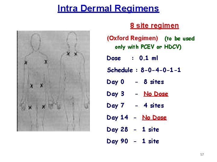 Intra Dermal Regimens 8 site regimen (Oxford Regimen) (to be used only with PCEV