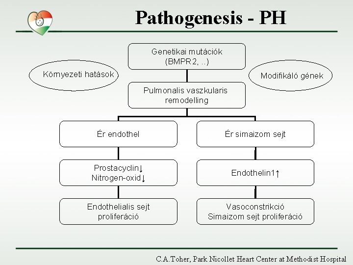 Pathogenesis - PH Genetikai mutációk (BMPR 2, . . ) Környezeti hatások Modifikáló gének