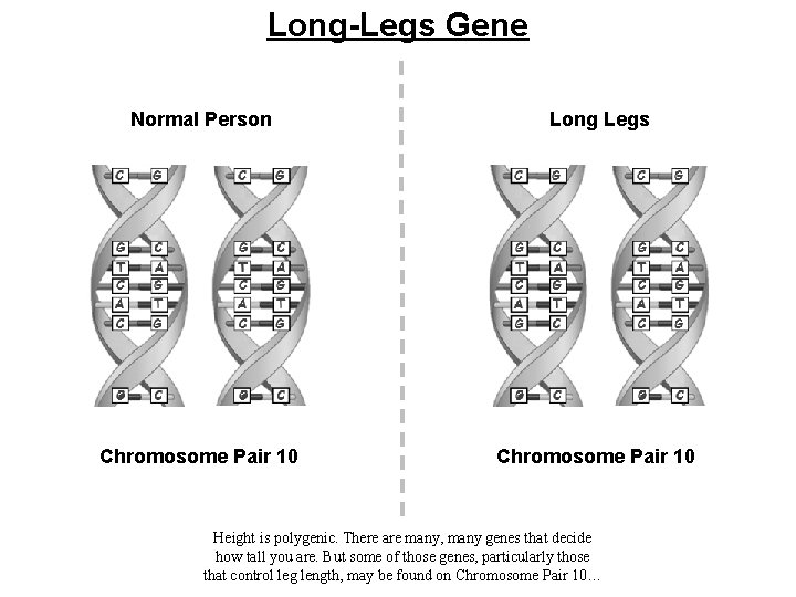 Long-Legs Gene Normal Person Long Legs Chromosome Pair 10 Height is polygenic. There are