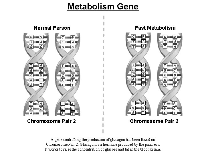 Metabolism Gene Normal Person Fast Metabolism Chromosome Pair 2 A gene controlling the production