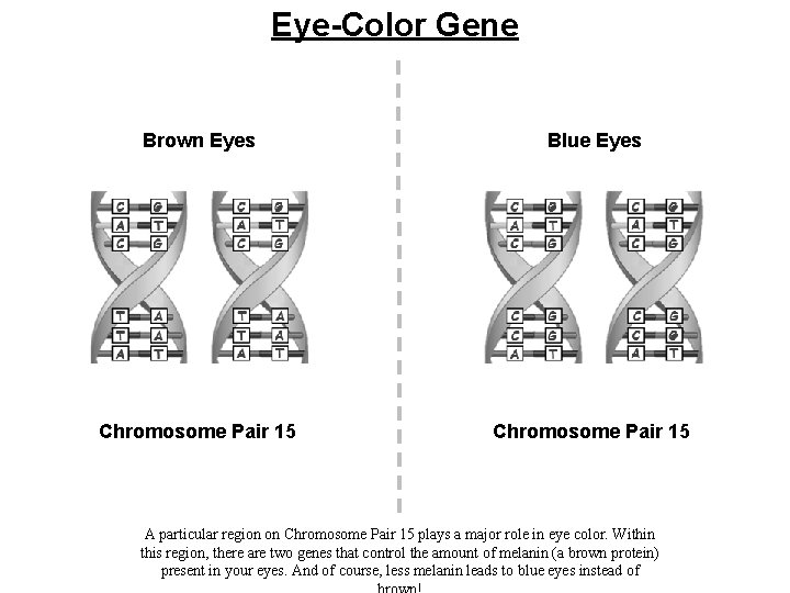 Eye-Color Gene Brown Eyes Blue Eyes Chromosome Pair 15 A particular region on Chromosome