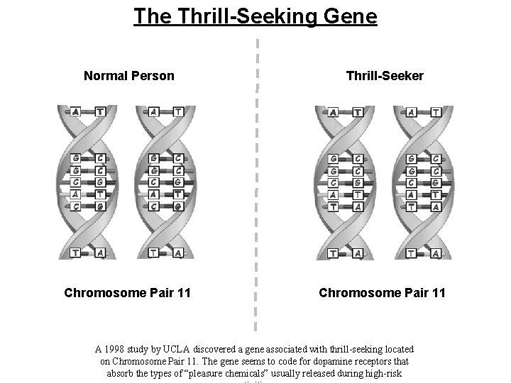 The Thrill-Seeking Gene Normal Person Thrill-Seeker Chromosome Pair 11 A 1998 study by UCLA