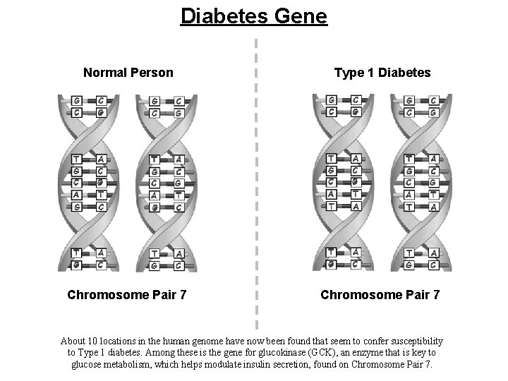 Diabetes Gene Normal Person Type 1 Diabetes Chromosome Pair 7 About 10 locations in
