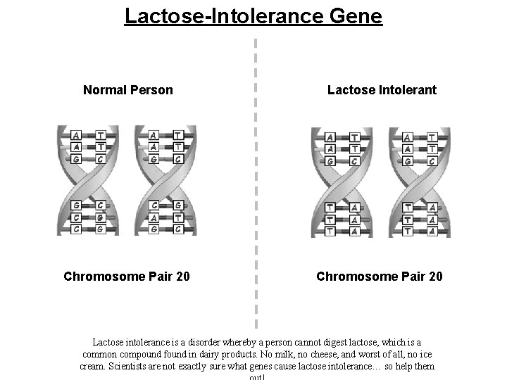 Lactose-Intolerance Gene Normal Person Lactose Intolerant Chromosome Pair 20 Lactose intolerance is a disorder