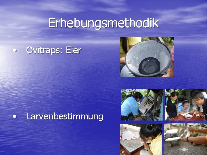 Erhebungsmethodik • Ovitraps: Eier • Larvenbestimmung 