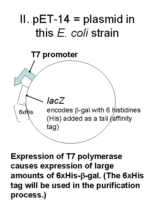 II. p. ET-14 = plasmid in this E. coli strain T 7 promoter lac.
