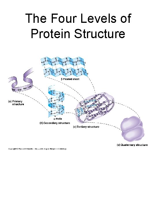 The Four Levels of Protein Structure 