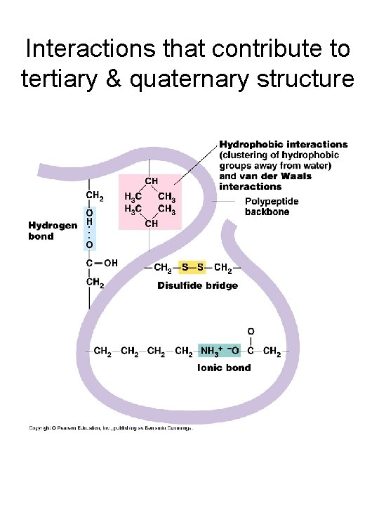 Interactions that contribute to tertiary & quaternary structure 