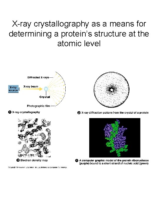 X-ray crystallography as a means for determining a protein’s structure at the atomic level