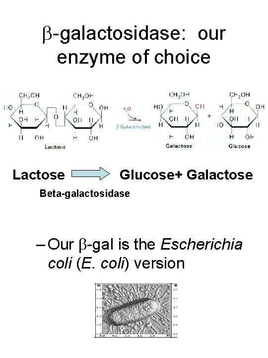  -galactosidase: our enzyme of choice Lactose Glucose+ Galactose Beta-galactosidase – Our -gal is