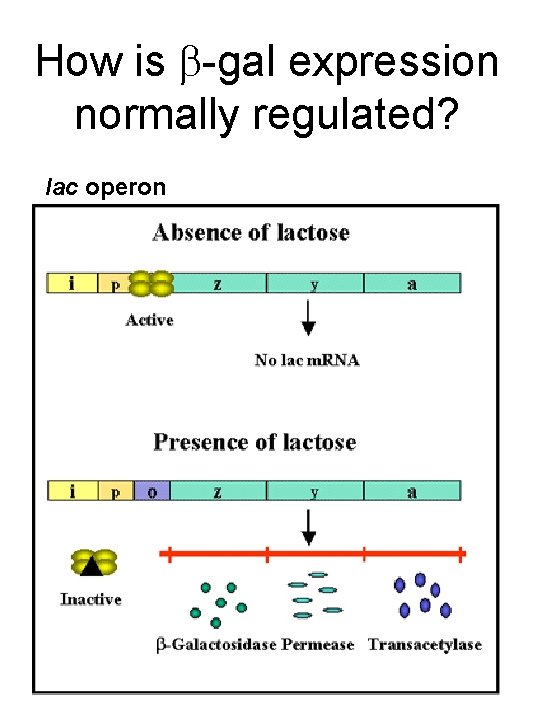 How is -gal expression normally regulated? lac operon 
