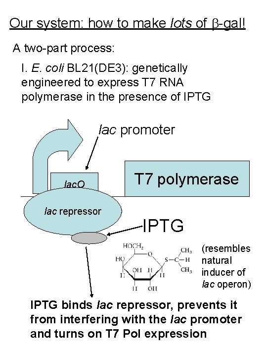 Our system: how to make lots of -gal! A two-part process: I. E. coli