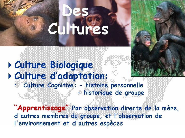 Des Cultures 4 Culture Biologique 4 Culture d’adaptation: • Culture Cognitive: - histoire personnelle