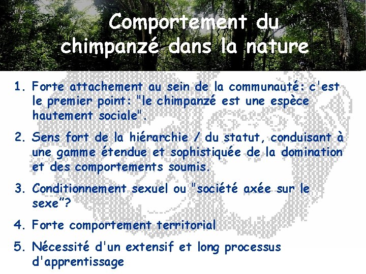Comportement du chimpanzé dans la nature 1. Forte attachement au sein de la communauté: