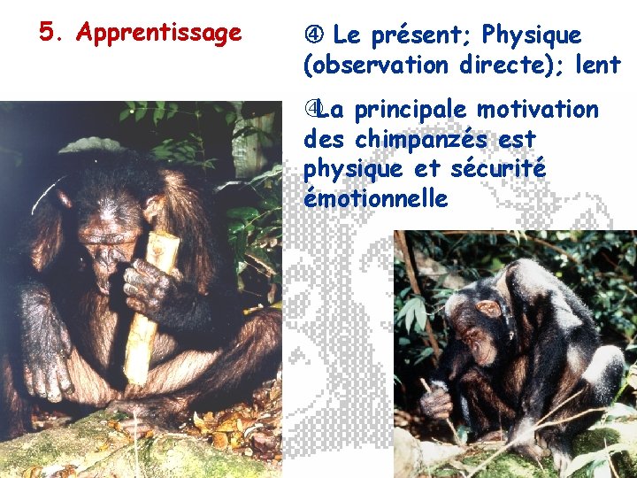 5. Apprentissage Le présent; Physique (observation directe); lent La principale motivation des chimpanzés est