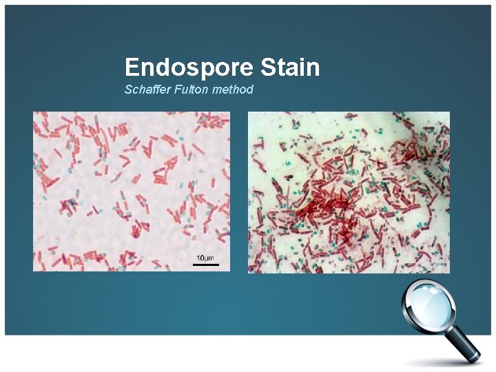 Endospore Stain Schaffer Fulton method 