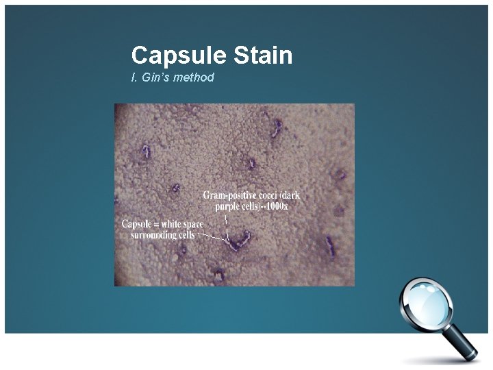 Capsule Stain I. Gin’s method 