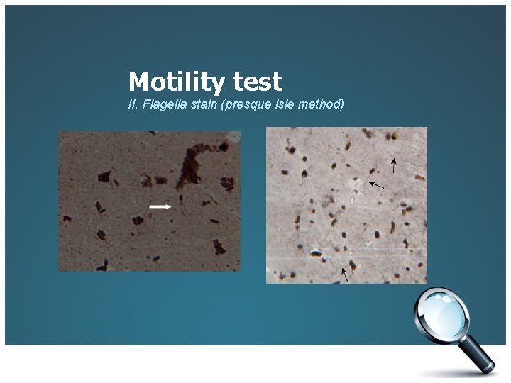 Motility test II. Flagella stain (presque isle method) 