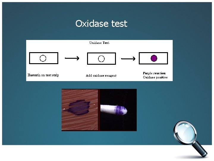 Oxidase test 