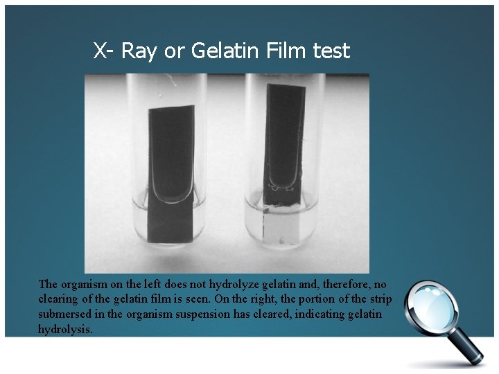 X- Ray or Gelatin Film test The organism on the left does not hydrolyze
